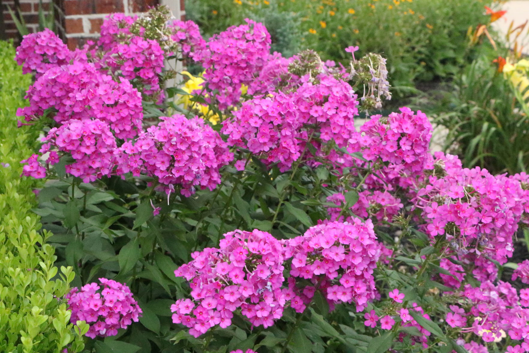 July Yard of the Month